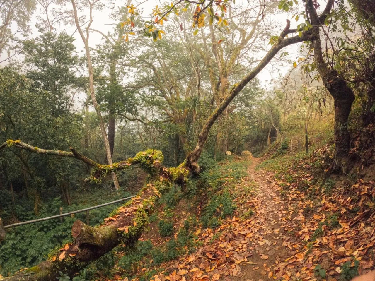 Sendero rodeado de vegetación y árboles en el bosque de niebla de Juquila